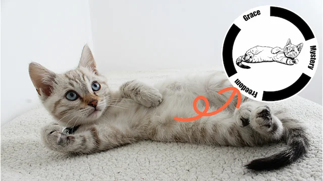 Beispiel: Katzenfoto zu Stempel